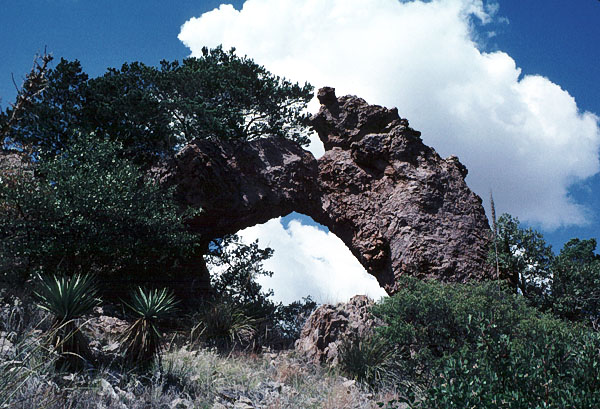Whitetail Arch