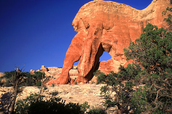 Mastodon Arch